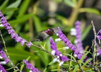 Descubren que la planta Salvia officinalis puede mejorar la memoria en pacientes con Alzheimer