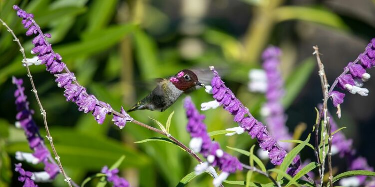 Descubren que la planta Salvia officinalis puede mejorar la memoria en pacientes con Alzheimer