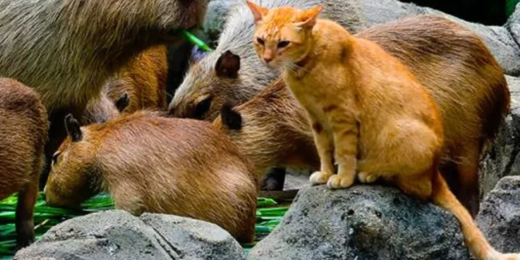 Oyen, el gato que fue adoptado por los carpinchos