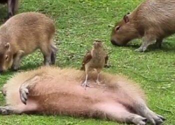 Un emotivo video sobre los carpinchos se viralizó en las redes sociales