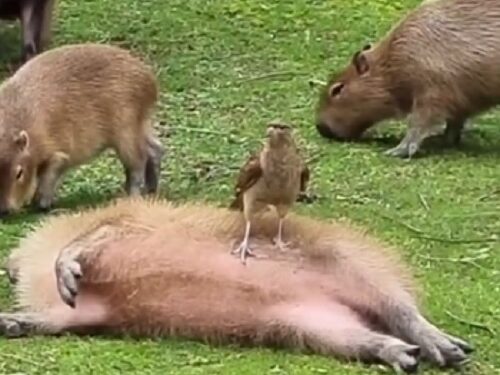 Un emotivo video sobre los carpinchos se viralizó en las redes sociales