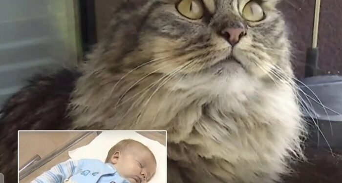 La gata rusa que salvó a un bebé del frío extremo