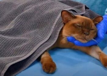 Un gato sobrevivió tras pasar por un ciclo completo dentro de una lavadora