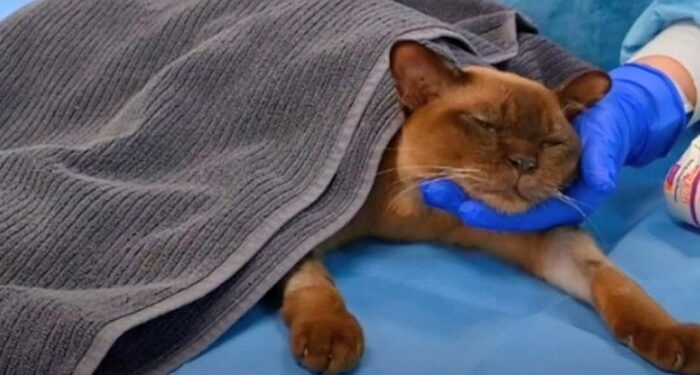 Un gato sobrevivió tras pasar por un ciclo completo dentro de una lavadora