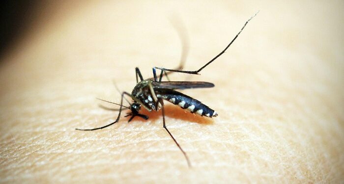 ¿Por qué los mosquitos pican más a unos que a otros?