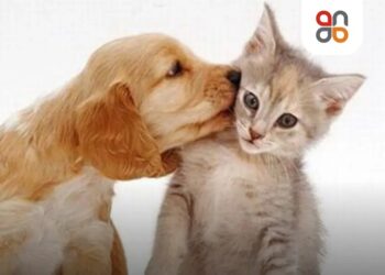 Aprueban ley en Colombia que reconoce a las mascotas como parte del núcleo familiar