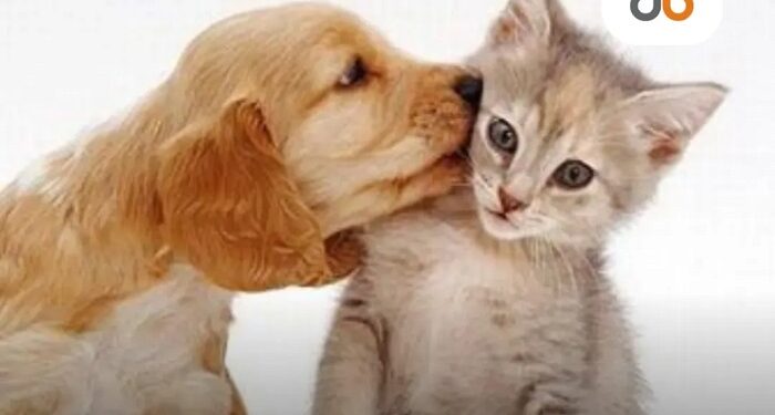 Aprueban ley en Colombia que reconoce a las mascotas como parte del núcleo familiar