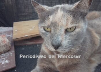 Los gatos pueden entender el lenguaje humano porque un estudio revela pistas sorprendentes