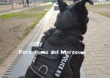 Los perros están entrando en una nueva fase evolutiva impulsada por los humanos