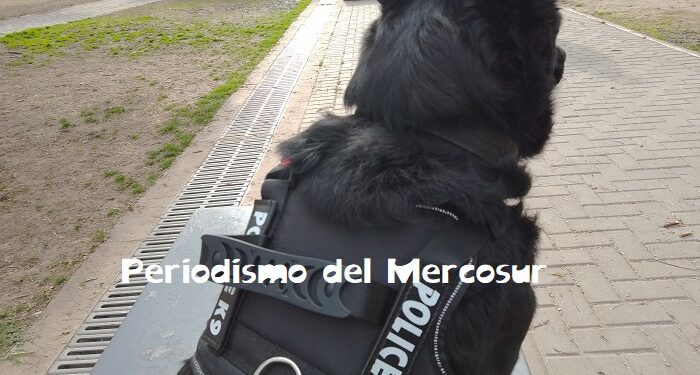 Los perros están entrando en una nueva fase evolutiva impulsada por los humanos