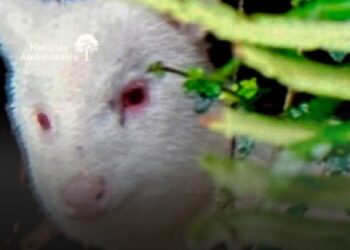 Avistan un pudú albino, especie en peligro en Chile: Chiloé