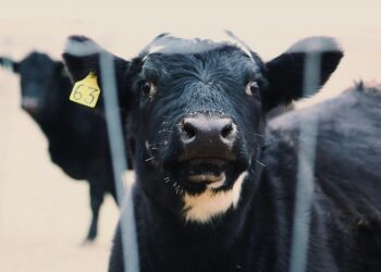 SENASA analiza denuncia internacional por maltratos en frigoríficos de Mataderos