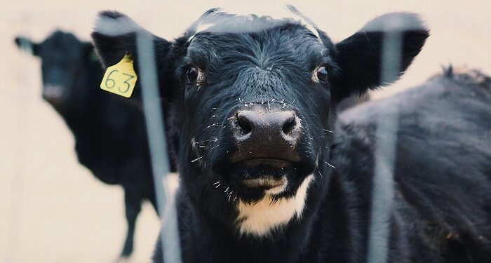 SENASA analiza denuncia internacional por maltratos en frigoríficos de Mataderos