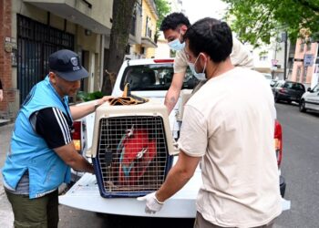 La Policía de la Ciudad rescató aves exóticas en Almagro