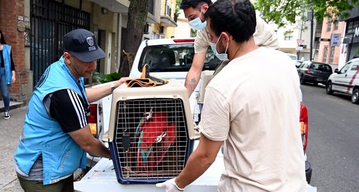 La Policía de la Ciudad rescató aves exóticas en Almagro