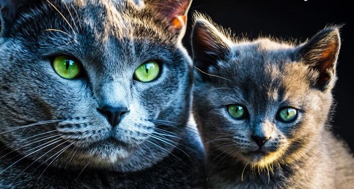 El gato favorito de los zares rusos tiene un pelaje que brilla como la plata