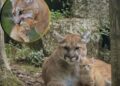 Un puma confunde a un gato doméstico con su cachorro