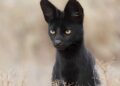 El misterioso serval negro que reune su belleza total, casi perfecta