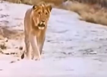 Un año después de haber sido liberado, el león Christian se encuentra con sus antiguos dueños