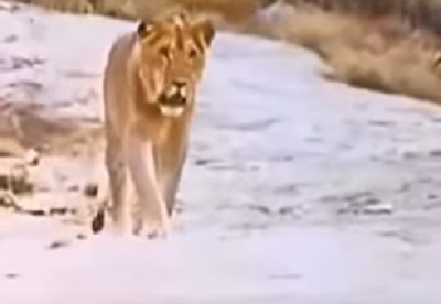 Un año después de haber sido liberado, el león Christian se encuentra con sus antiguos dueños