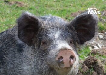 Missy, la cerdita que fu rescatada de la explotación animal