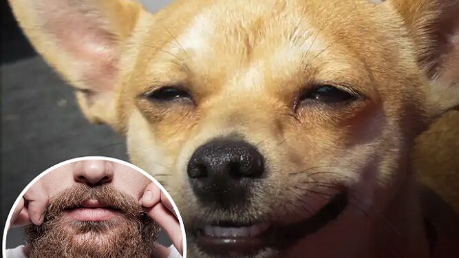 Darle un beso a un perro es más higiénico que besar a un hombre con barba