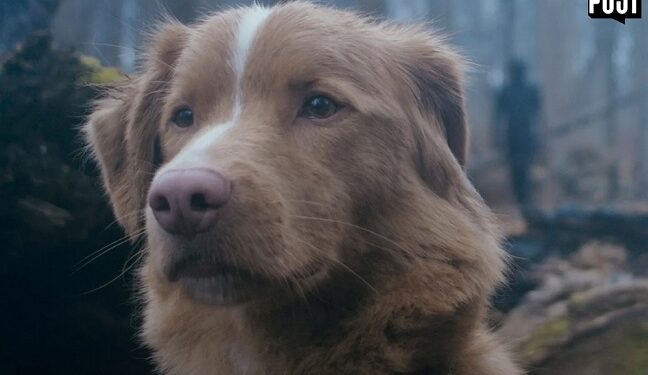 Un perro fue nominado a la mejor actuación en el filme GoodBoy