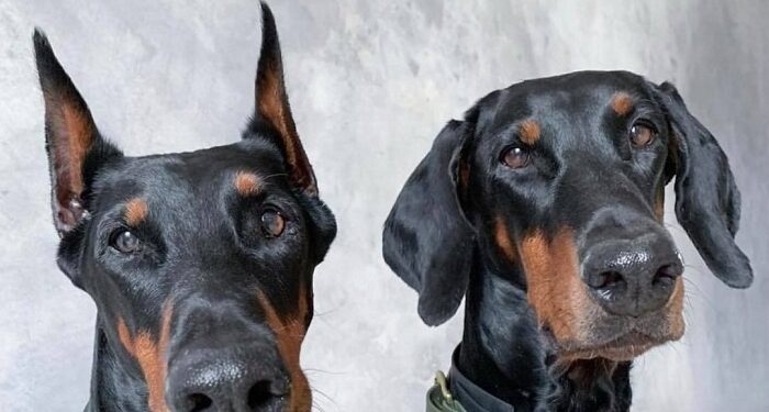 Se cumplen 10 años de la prohibición de la cirugía estética en perros