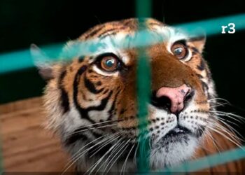 Gordo, Florencia y Flora, viajarán a su nueva vida, lejos del zoo de Luján