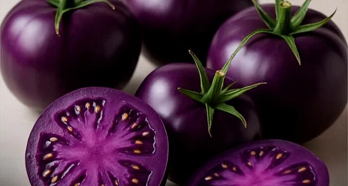 Crean un tomate morado con antioxidantes que podría combatir el cáncer
