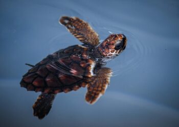 El cambio climático impulsa la migración de tortugas bobas hacia España