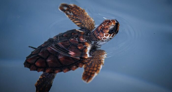 El cambio climático impulsa la migración de tortugas bobas hacia España