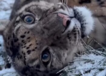 El encantador ronroneo de Nela, la leopardo de las nieves del Five Sisters Zoo