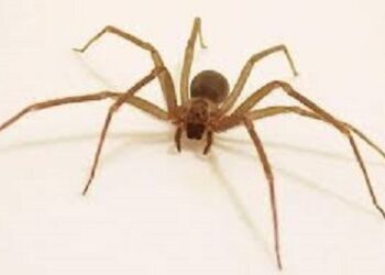 La araña patona que conmovió en las redes sociales