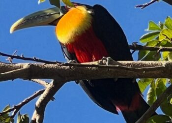 El Parque Nacional Iguazú hoy es hogar de más de 450 especies diferentes de aves