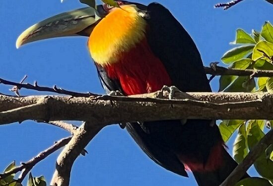 El Parque Nacional Iguazú hoy es hogar de más de 450 especies diferentes de aves