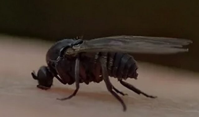 Cómo prevenir los ataques del barigüí, la mosca negra que llegó al AMBA