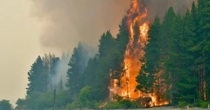 Declaran la emergencia ígnea en cuatro provincias por incendios en la Patagonia