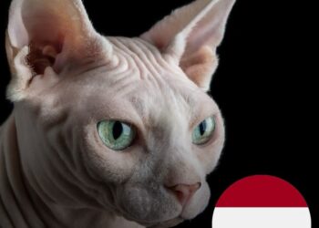 Los países bajos prohibirán los gatos Esfinge y Fold Esocés a partir de este 2026