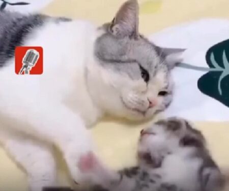 Una gatita abraza a su hijo luego de una pesadilla
