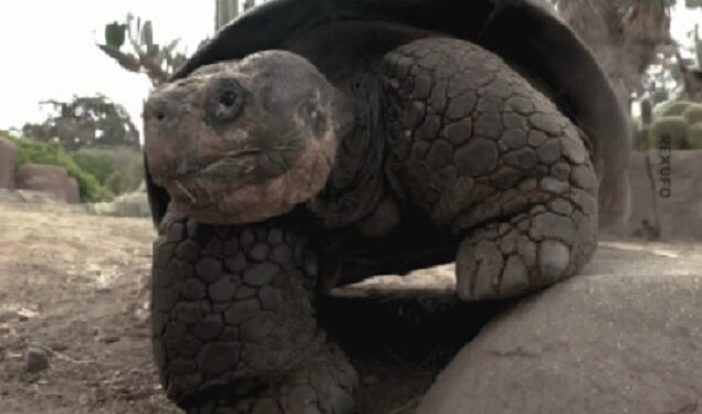 Falleció Gramma, la tortuga que vivió tres siglos