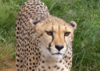 Los guepardos son como gatos grandes que maúllan y no atacan a los humanos