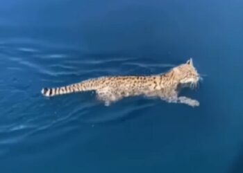 Un gato montés o de Geoffroy (Leopardus geoffroyi) nadando en el lago Menéndez, en la Patagonia argentina