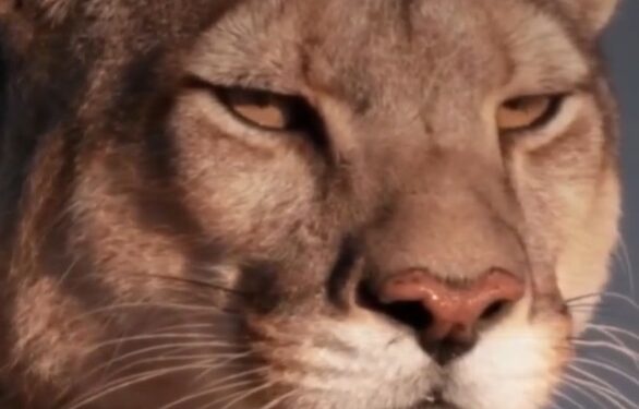 Murió Rupestre, la puma más distinguida y fotografiada de las Torres del Paine: Patagonia