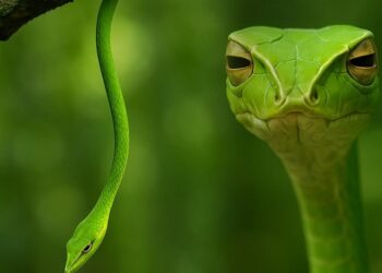 Esta serpiente mira con seriedad y respeto pero no pica