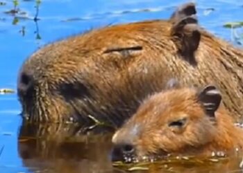 Así descansan los carpinchos que viven en humedales sanos