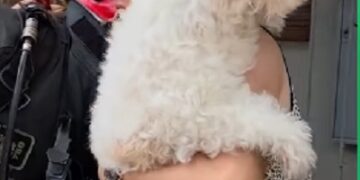 Bomberos voluntarios rescataron un perrito y le salvaron la vida