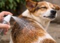 Repelente casero contra pulgas y garrapatas: una alternativa natural para proteger a perros y gatos