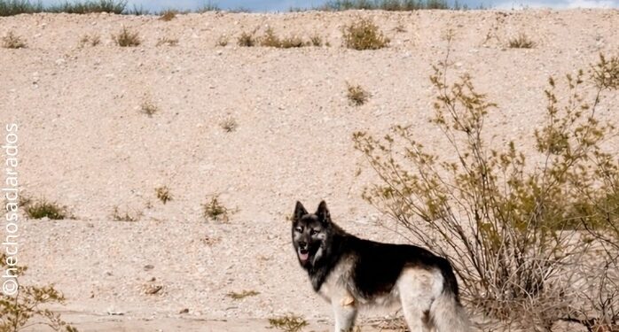 Un Husky entristecido vagó solo por el desierto durante días después que ICE se llevara a su familia