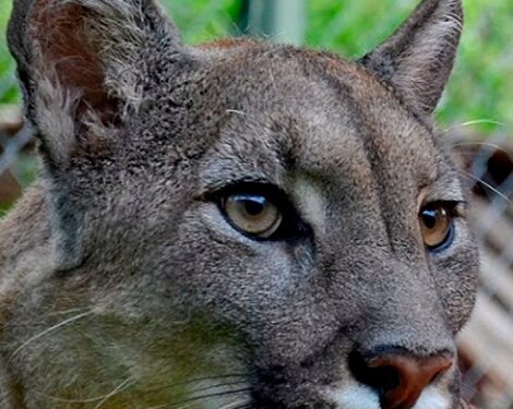 Estanislao, el puma que quedó ciego cuando era apenas un cachorro